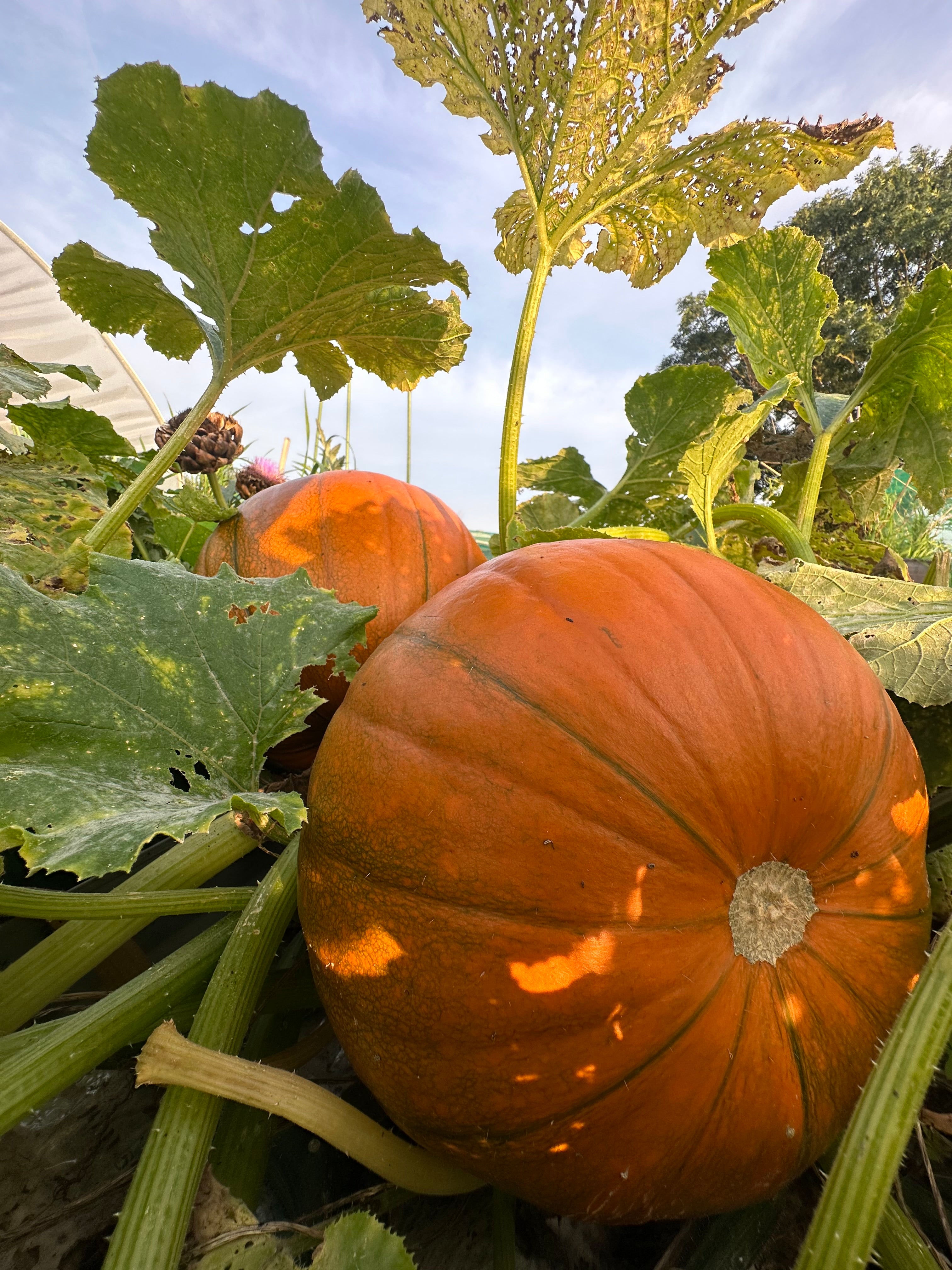 Embracing Autumn in Your Garden: Tips for UK Gardeners 🍂