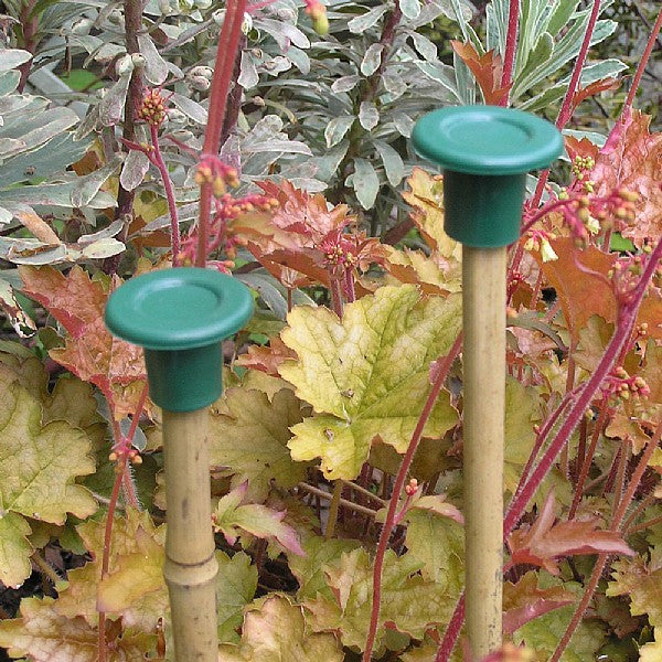 Cane Caps