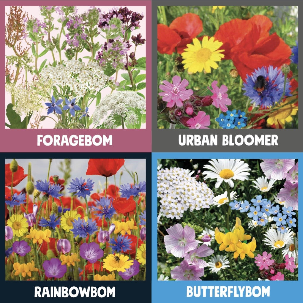  Kabloom Great British Bloomers 4 Pack Seedbom Gift Set GB0151 The Green Thumb Club