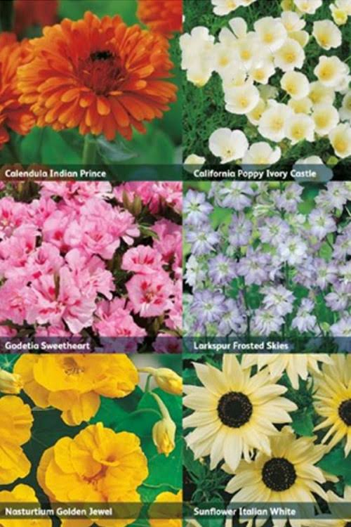 RHS Flowers for Easy Growing Seed Collection