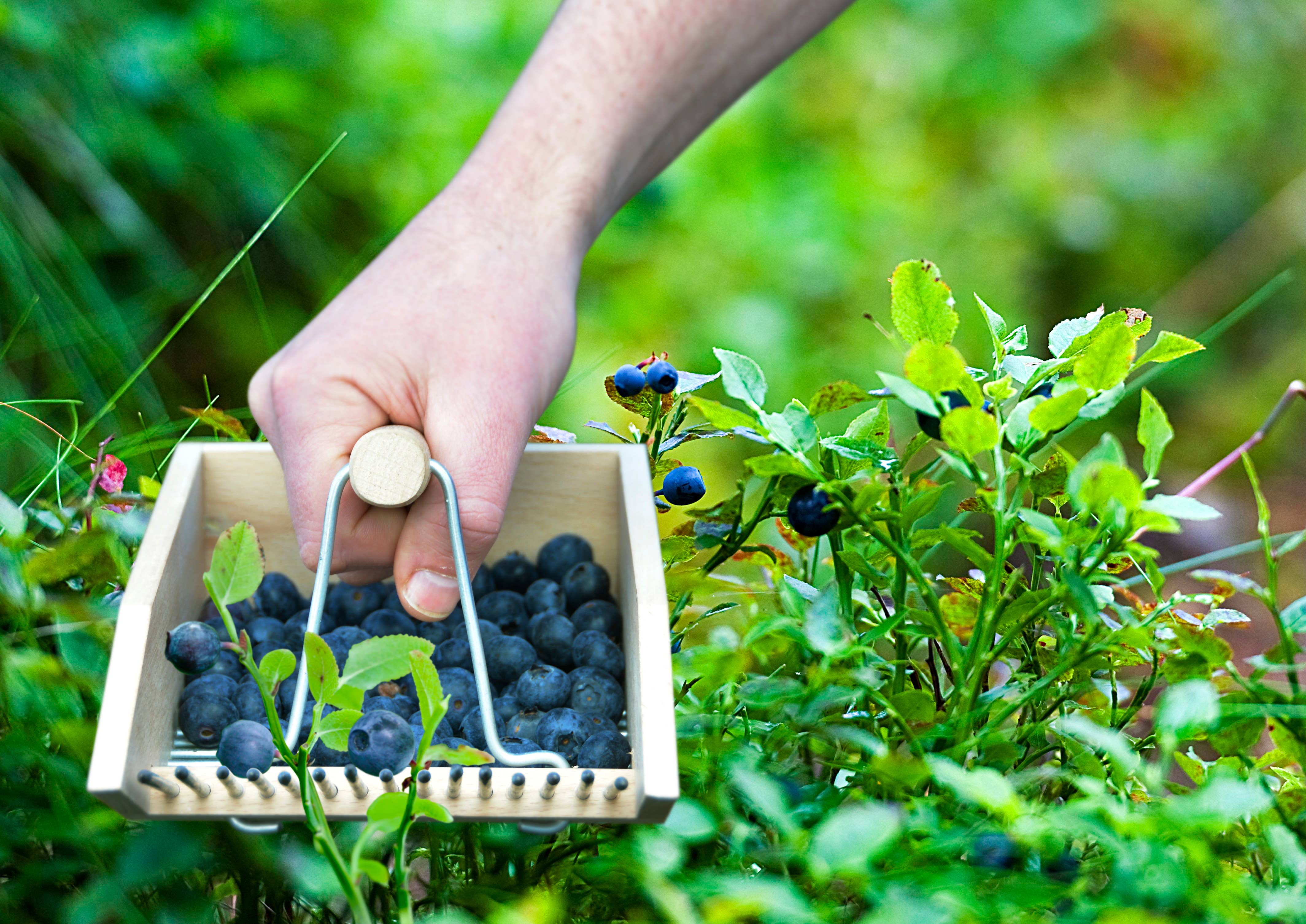 Berry Picker